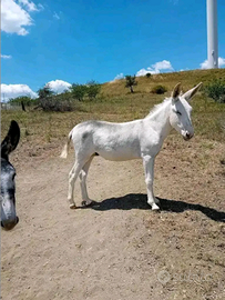 Asino bianco
