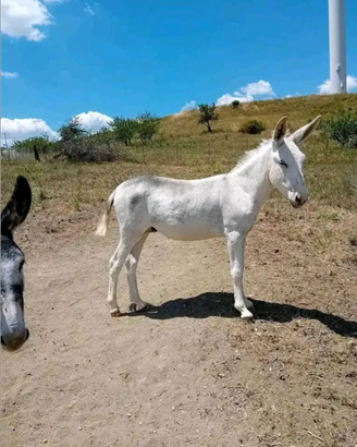 Asino bianco