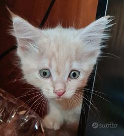 Gattini RAZZA SIBERIANI