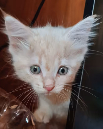 Gattini RAZZA SIBERIANI