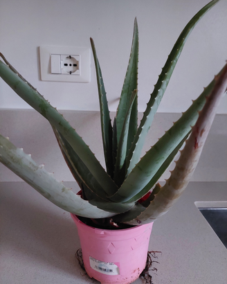 Pianta alioe