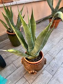 Piante di Agave e Aloe