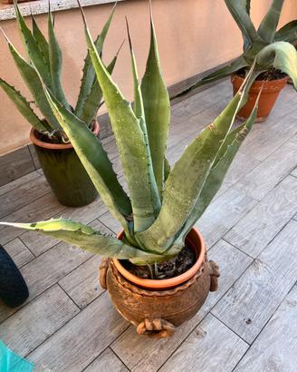 Piante di Agave e Aloe