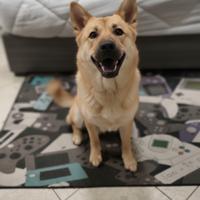 Lilith: splendida, addestrata e brava con i bimbi