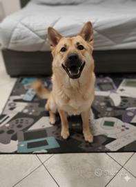 Lilith: splendida, addestrata e brava con i bimbi