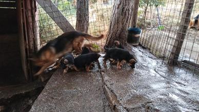 Cuccioli pastore tedesco