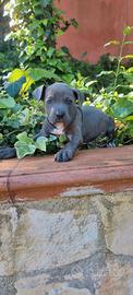 Cuccioli Amstaff Blu con pedigree