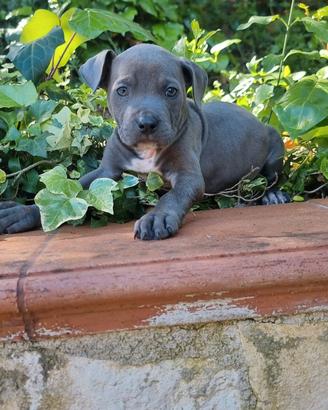 Cuccioli Amstaff Blu con pedigree