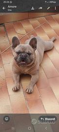Bul dog francese per monta regalbuto