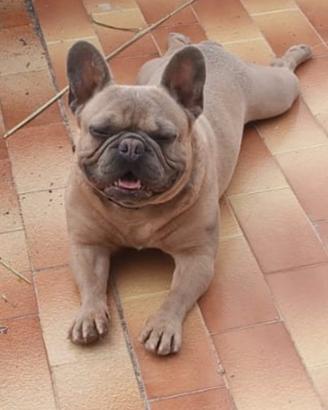 Bul dog francese per monta regalbuto
