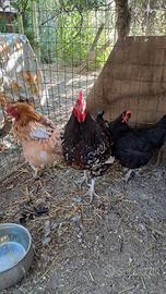 Galline e Gallo