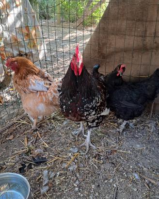 Galline e Gallo