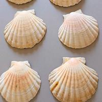 Set 6 conchiglie decorative