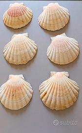 Set 6 conchiglie decorative