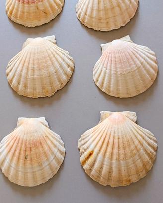 Set 6 conchiglie decorative