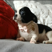 Chihuahua Pedigree Enci