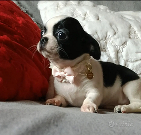 Chihuahua Pedigree Enci