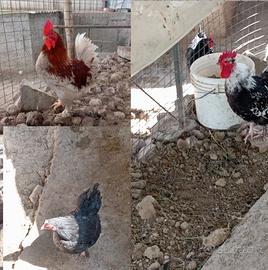 Coppia di Chicchirinelle