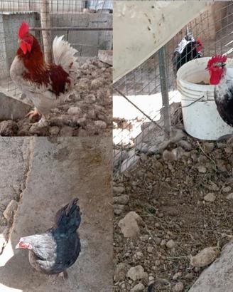 Coppia di Chicchirinelle