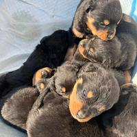 Cuccioli di Rottweiler