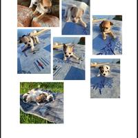 Cuccioli di chihuahua