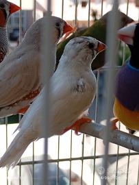 uccelli Diamantini bengalini 
