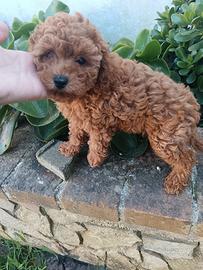 Barboncina toy colore red 3 mesi