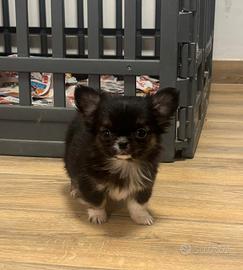 Cucciolo chihuahua pelo lungo