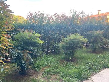3 piante di Nandina domestica bambù sacro