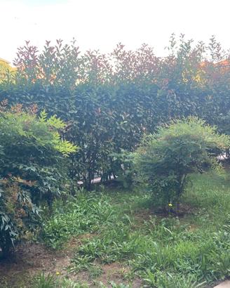 3 piante di Nandina domestica bambù sacro