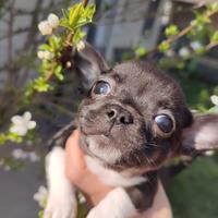 Chihuahua taglia piccola