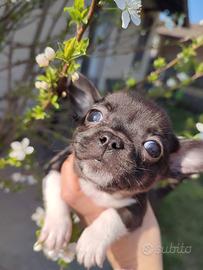 Chihuahua taglia piccola