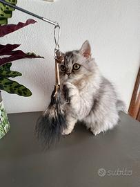 Cuccioli di persiano