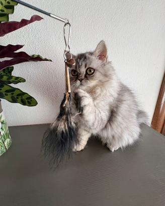Cuccioli di persiano