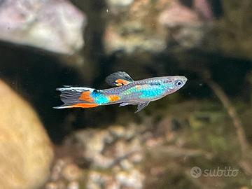 Endler