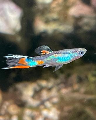 Endler