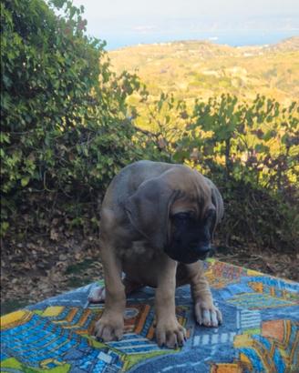 Cuccioli Cane Carso Italiano