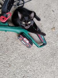 Gattini 