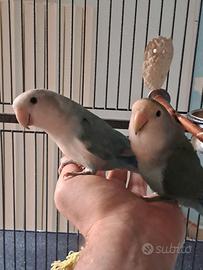 Coppia di Inseparabili roseicollis