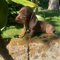 Maschietto cioccolato di bassotto nano