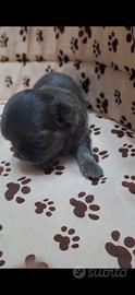 Chihuahua maschio