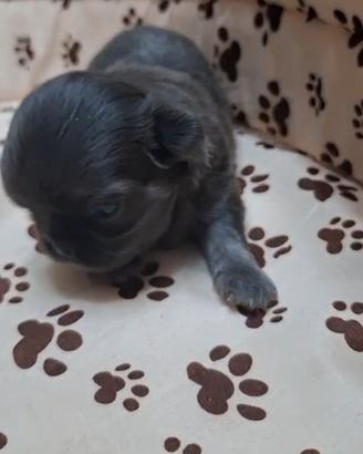 Chihuahua maschio