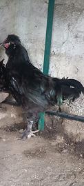 Gallo maschio
