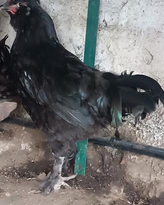 Gallo maschio