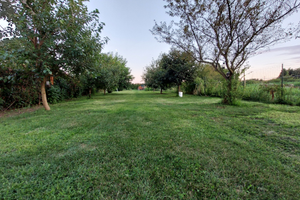 Terreno agricolo alberato