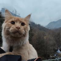Gatto per fare compagnia al nostro Maine coon