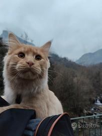 Gatto per fare compagnia al nostro Maine coon