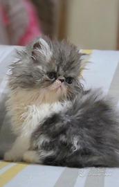 Cucciolo persiano ipertipico maschio