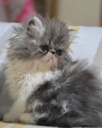 Cucciolo persiano ipertipico maschio