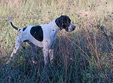 Pointer
